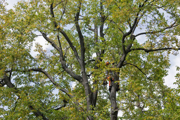 Best Utility Line Clearance  in Stoneville, NC